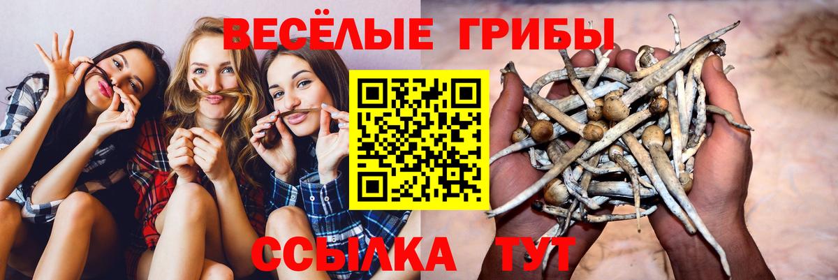 Псилоцибиновые грибы Psilocybe Качканар